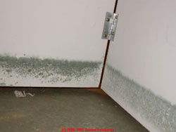Mold grows after a flood.
