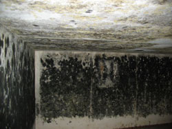 Image of mold